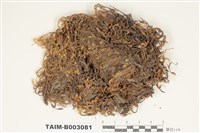 藏品(蔓苔科)的圖片